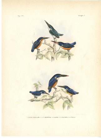 Rare-Antique Print-CERULEAN KINGFISHER-AZURE-LITTLE-BLUE EARED-Schlegel-1863