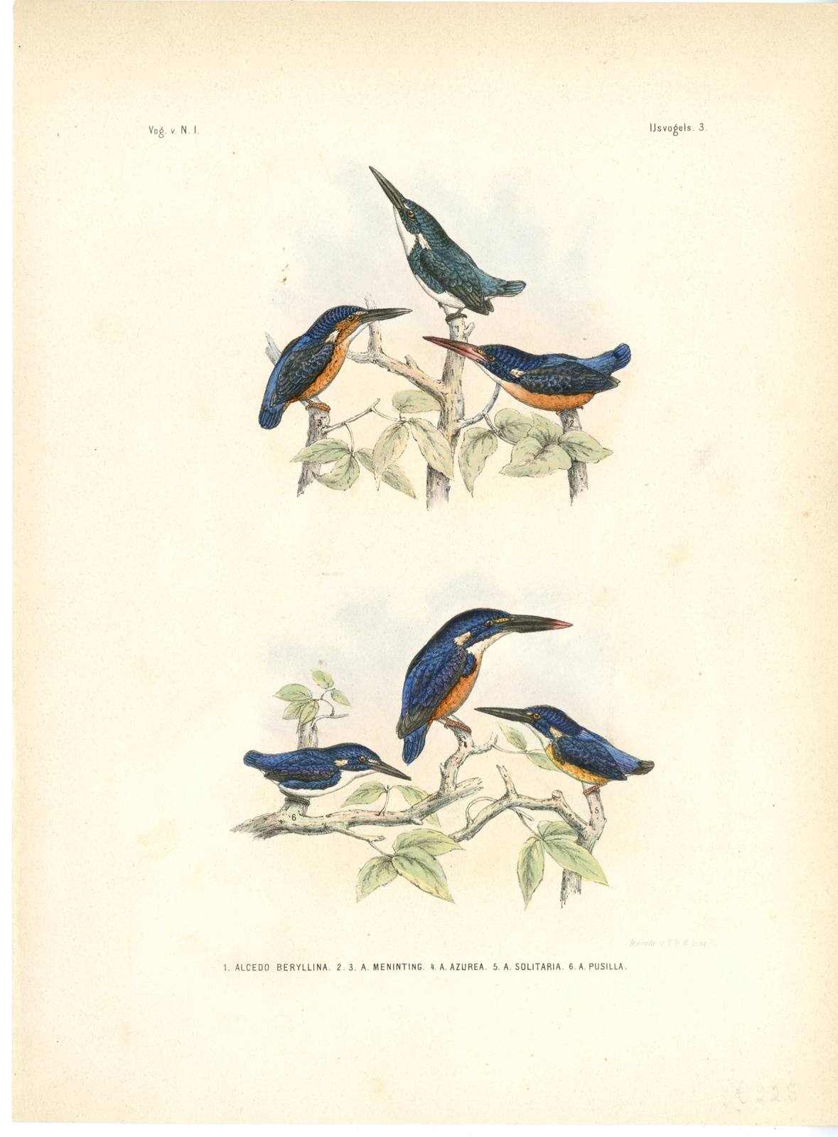 , Rare-Antique Print-CERULEAN KINGFISHER-AZURE-LITTLE-BLUE EARED-Schlegel-1863, Pictura Antique Prints