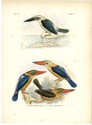 Rare-Antique Print-GREAT BILLED KINGFISHER-BLACK-HALCYON-Trap-Smit-Schlegel-1863