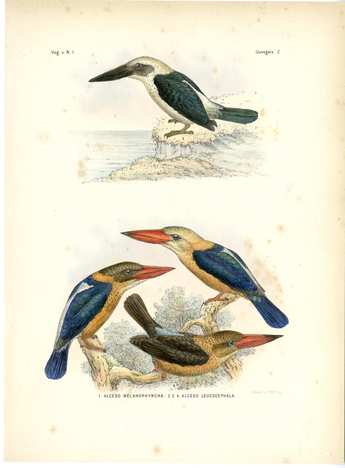 , Rare-Antique Print-GREAT BILLED KINGFISHER-BLACK-HALCYON-Trap-Smit-Schlegel-1863, Pictura Antique Prints