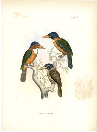 Rare-Antique Print-ACTENOIDES PRINCEPS-REGENT KINGFISHER-Trap-Smit-Schlegel-1863