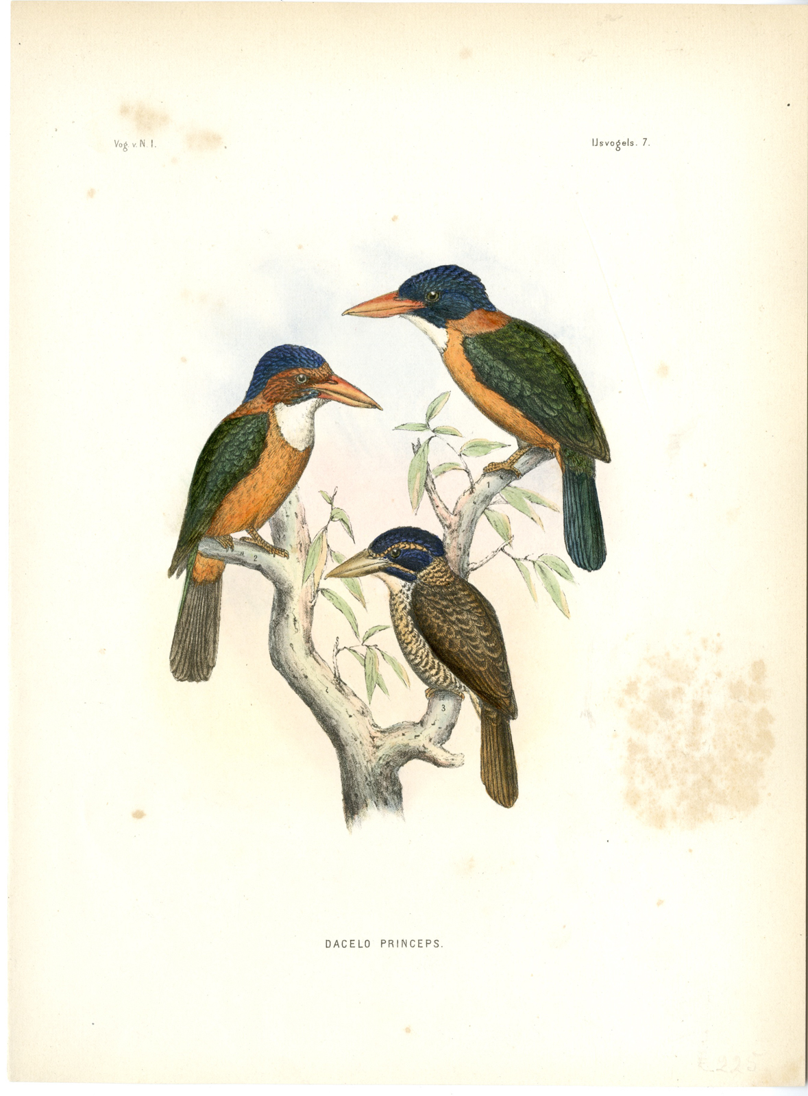 , Rare-Antique Print-ACTENOIDES PRINCEPS-REGENT KINGFISHER-Trap-Smit-Schlegel-1863, Pictura Antique Prints