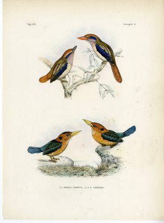 Rare-Antique Print-SULAWESI LILAC KINGFISHER-YELLOW BILLED-Trap-Schlegel-1863