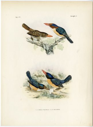 Rare-Antique Print-BANDED KINGFISHER-LACEDO PULCHELLA-Trap-Smit-Schlegel-1863