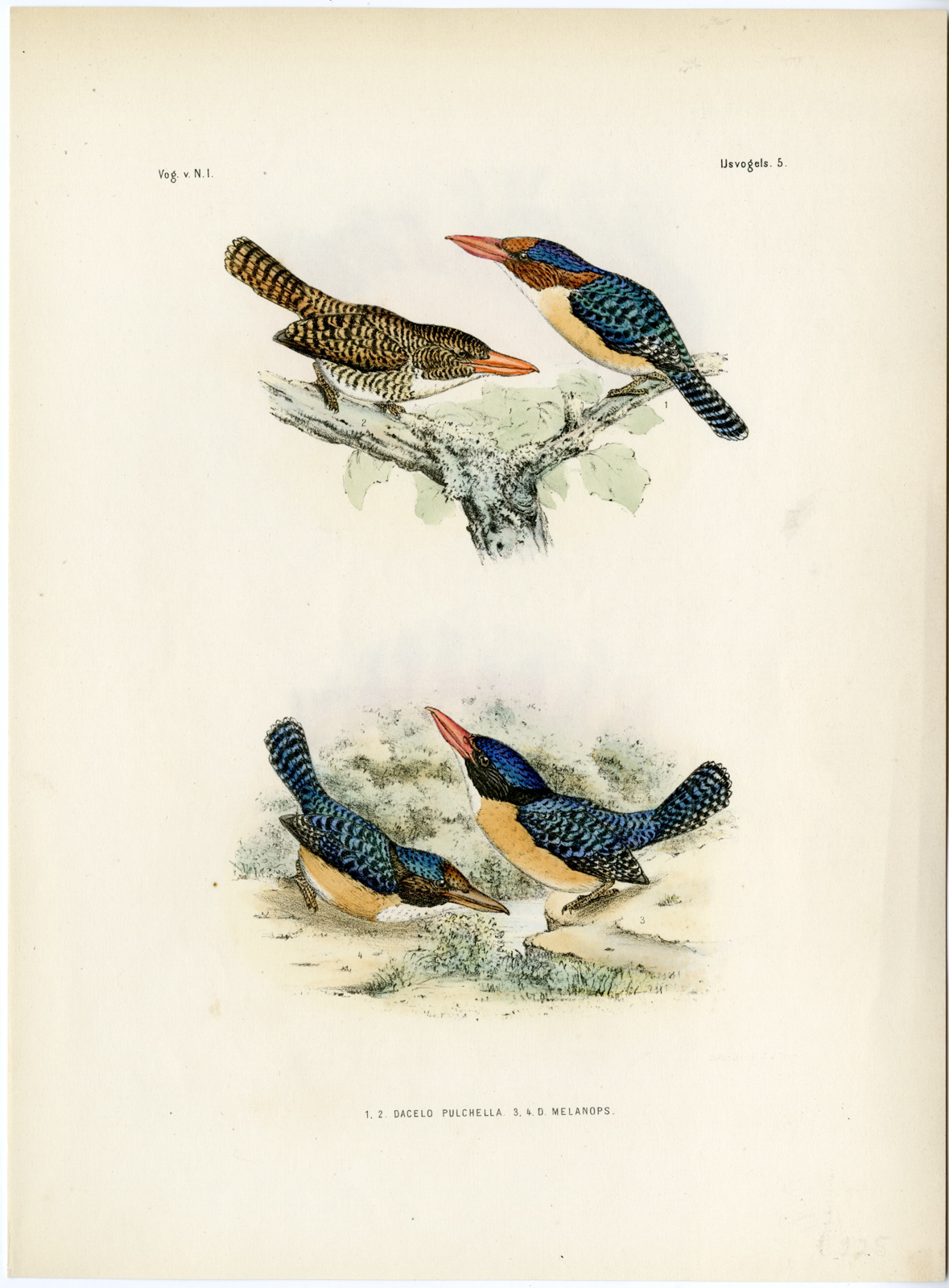 , Rare-Antique Print-BANDED KINGFISHER-LACEDO PULCHELLA-Trap-Smit-Schlegel-1863, Pictura Antique Prints