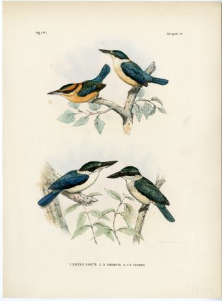 Rare-Antique Print-SACRED KINGFISHER-TODIRAMPHUS SANCTUS-Trap-Smit-Schlegel-1863