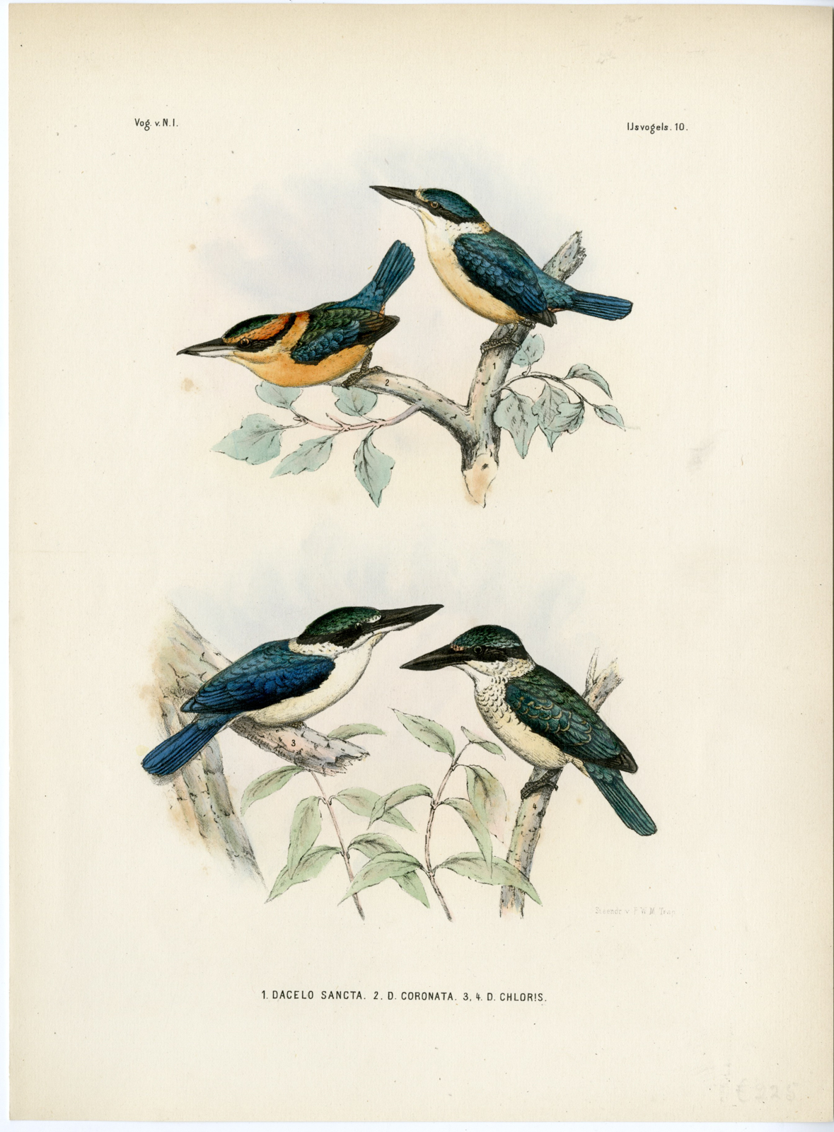 , Rare-Antique Print-SACRED KINGFISHER-TODIRAMPHUS SANCTUS-Trap-Smit-Schlegel-1863, Pictura Antique Prints