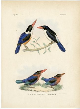 Rare-Antique Print-WHITE RUMPED KINGFISHER-CARIDONAX FULGIDUS-Trap-Schlegel-1863