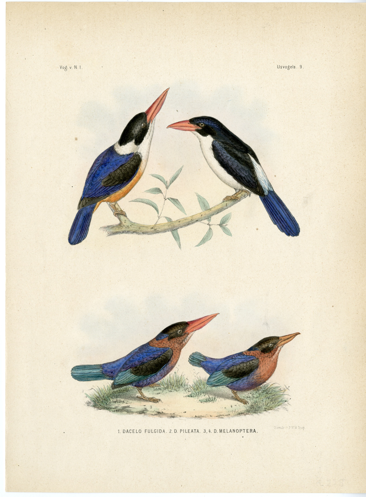 , Rare-Antique Print-WHITE RUMPED KINGFISHER-CARIDONAX FULGIDUS-Trap-Schlegel-1863, Pictura Antique Prints