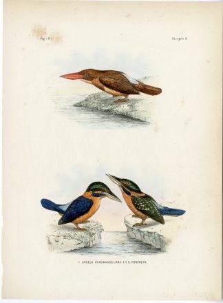 Rare-Antique Print-RUDDY KINGFISHER-RUFOUS COLLARED-Trap-Smit-Schlegel-1863
