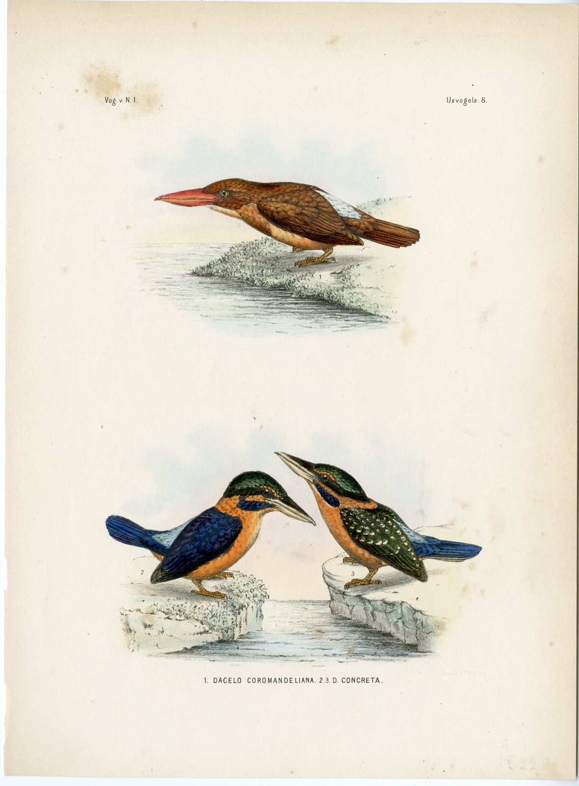, Rare-Antique Print-RUDDY KINGFISHER-RUFOUS COLLARED-Trap-Smit-Schlegel-1863, Pictura Antique Prints