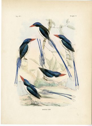 Rare-Antique Print-PARADISE KINGFISHER-TANYSIPTERA-Trap-Smit-Schlegel-1863