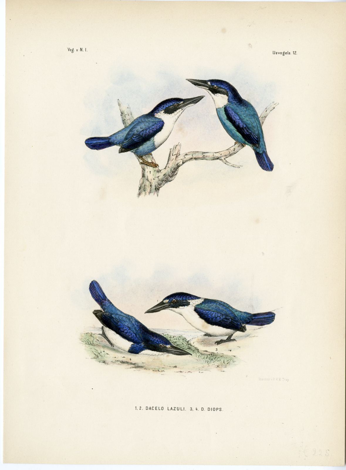 , Rare-Antique Print-LAZULI KINGFISHER-BLUE AND WHITE-Trap-Smit-Schlegel-1863, Pictura Antique Prints
