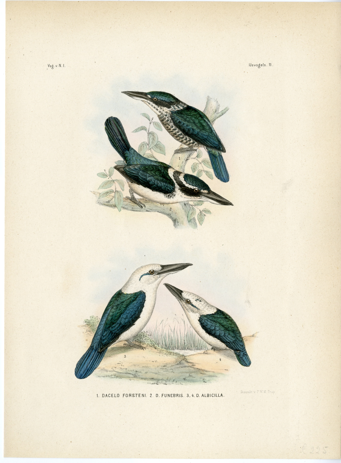 , Rare-Antique Print-SOMBRE KINGFISHER-MARIANA-TODIRAMPHUS-Trap-Smit-Schlegel-1863, Pictura Antique Prints
