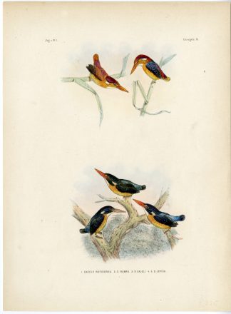 Rare-Antique Print-BLACK BACKED DWARF KINGFISHER-BURU-MOLUCCAN-Schlegel-1863