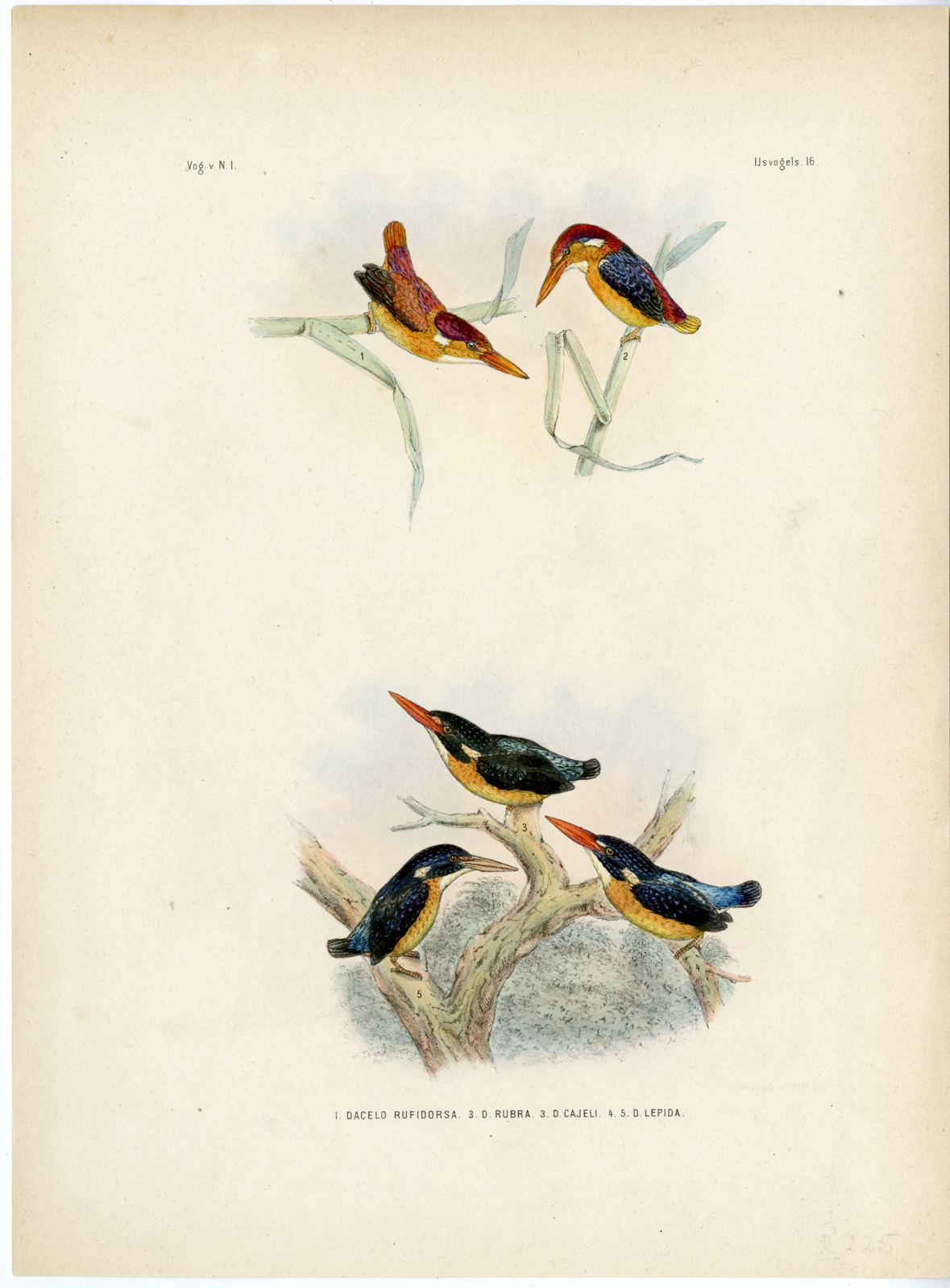 Pictura 07362 1 416x565 Rare-Antique Print-BLACK BACKED DWARF KINGFISHER-BURU-MOLUCCAN-Schlegel-1863