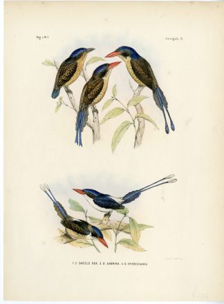 Rare-Antique Print-LITTLE PARADISE KINGFISHER-DACELO DEA-Trap-Smit-Schlegel-1863