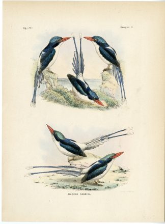 Rare-Antique Print-COMMON PARADISE KINGFISHER-TANYSIPTERA GALATEA-Schlegel-1863