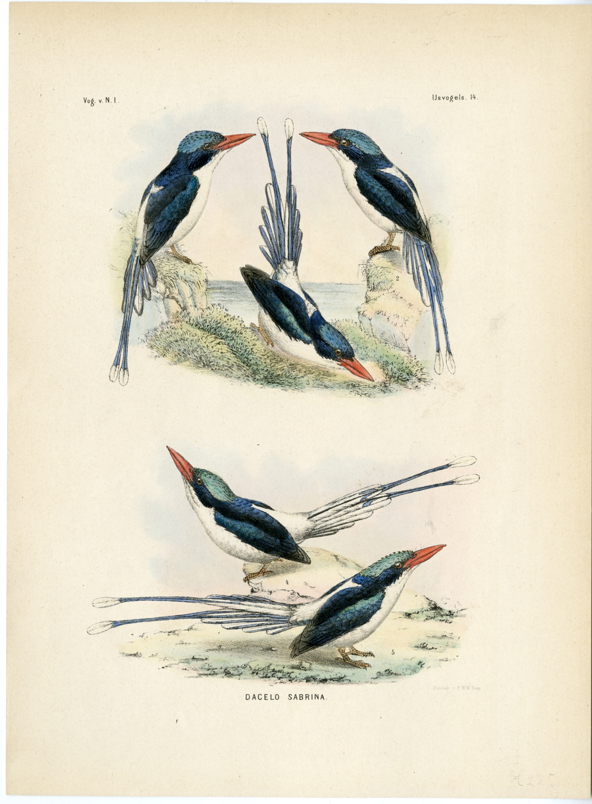 , Rare-Antique Print-COMMON PARADISE KINGFISHER-TANYSIPTERA GALATEA-Schlegel-1863, Pictura Antique Prints