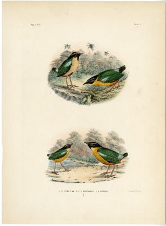 Rare-Antique Print-ORNATE PITTA-INDIAN-BANDA SEA-CONCINNA-Trap-Schlegel-1863
