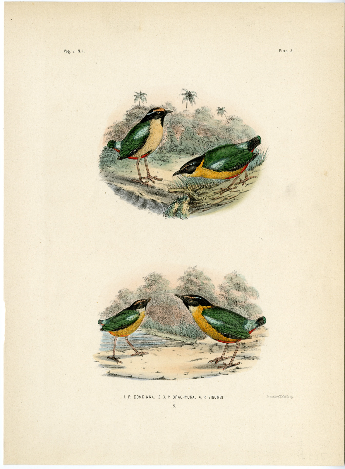 , Rare-Antique Print-ORNATE PITTA-INDIAN-BANDA SEA-CONCINNA-Trap-Schlegel-1863, Pictura Antique Prints