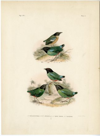 Rare-Antique Print-EASTERN HOODED PITTA-WESTERN-MINAHASA-Trap-Smit-Schlegel-1863