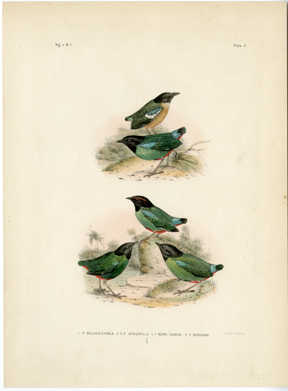 Pictura 07366 1 416x565 Rare-Antique Print-EASTERN HOODED PITTA-WESTERN-MINAHASA-Trap-Smit-Schlegel-1863