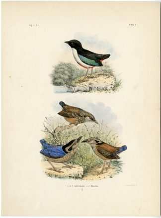 Rare-Antique Print-GIANT PITTA-IVORY BREASTED-MAXIMA-Trap-Smit-Schlegel-1863