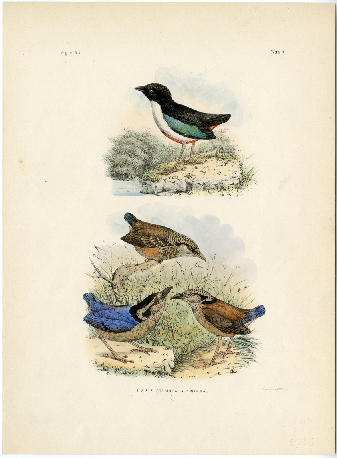 , Rare-Antique Print-GIANT PITTA-IVORY BREASTED-MAXIMA-Trap-Smit-Schlegel-1863, Pictura Antique Prints
