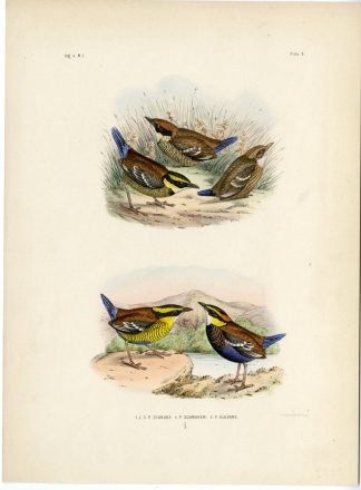 Rare-Antique Print-BLUE PITTA-BORNEAN BANDED-ELEGANT-Trap-Smit-Schlegel-1863