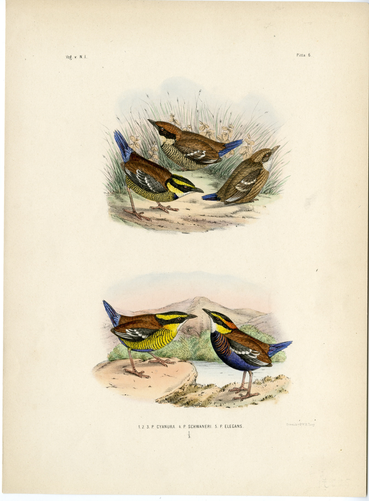 , Rare-Antique Print-BLUE PITTA-BORNEAN BANDED-ELEGANT-Trap-Smit-Schlegel-1863, Pictura Antique Prints