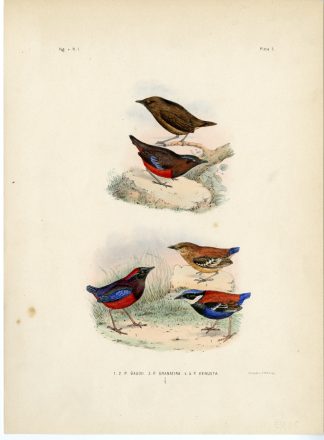Rare-Antique Print-BLUE HEADED PITTA-GARNET-GRACEFUL-Trap-Smit-Schlegel-1863