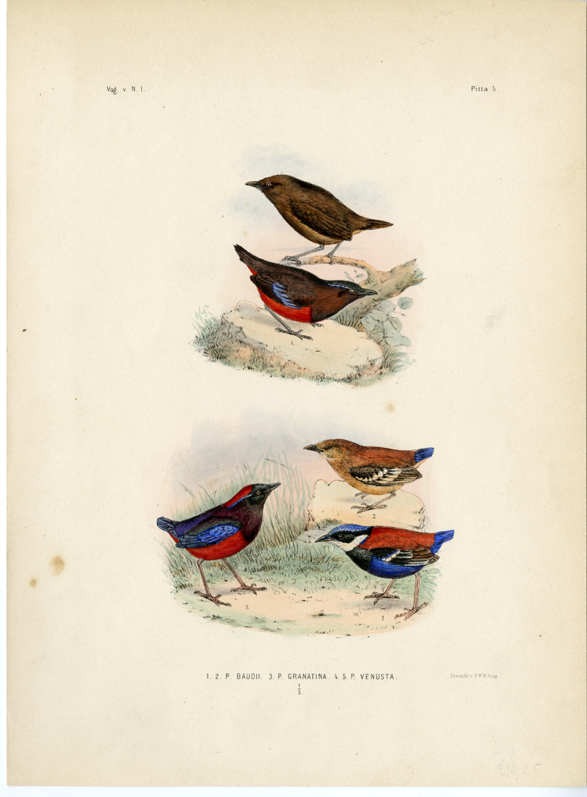 , Rare-Antique Print-BLUE HEADED PITTA-GARNET-GRACEFUL-Trap-Smit-Schlegel-1863, Pictura Antique Prints