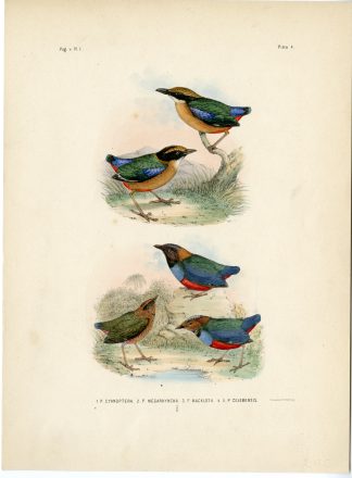 Rare-Antique Print-ACCIPITER-TRIVIRGATUS-CRESTED-GOSHAWK-Trap-Smit-Schlegel-1863
