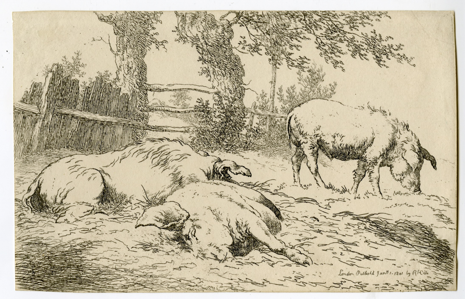 , Antique Master Print-HOGGS-PIGS-FENCE-Hills-1801, Pictura Antique Prints