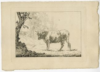 Antique Master Print-STANDING-BULL-Hills-1801