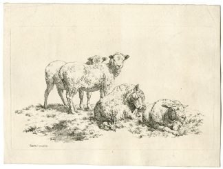 Antique Master Print-GROUP-OF-SHEEP-Hills-1804