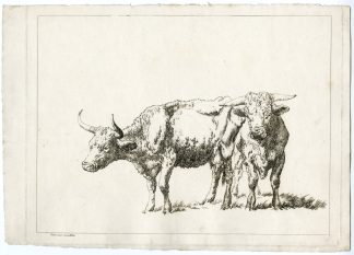 Antique Master Print-COW AND BULL-STUDY-Hills-1801
