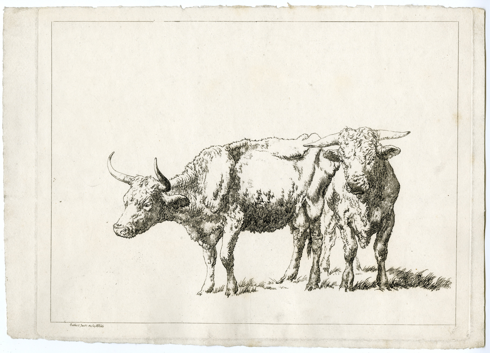 , Antique Master Print-COW AND BULL-STUDY-Hills-1801, Pictura Antique Prints