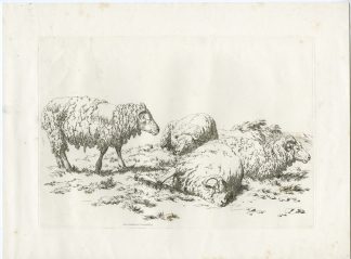 Antique Master Print-SHEEP-STUDY-PASTORAL-ETCHING-Hills-1807