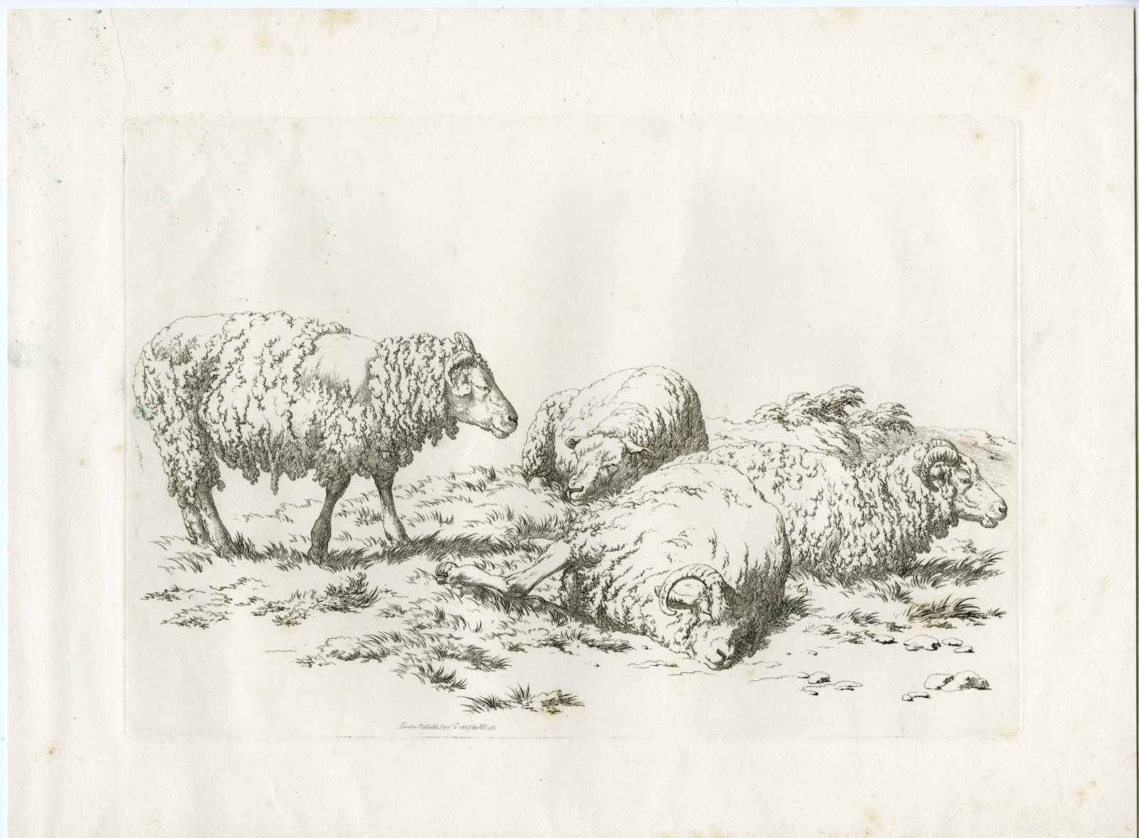 , Antique Master Print-SHEEP-STUDY-PASTORAL-ETCHING-Hills-1807, Pictura Antique Prints