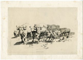 Antique Master Print-HERD-CATTLE-SHEEP-FRONTAL-VIEW-Hills-1807