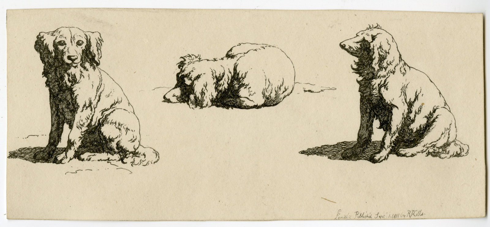 , Antique Master Print-DOG-STUDIES-SPANIELS-Hills-1811, Pictura Antique Prints