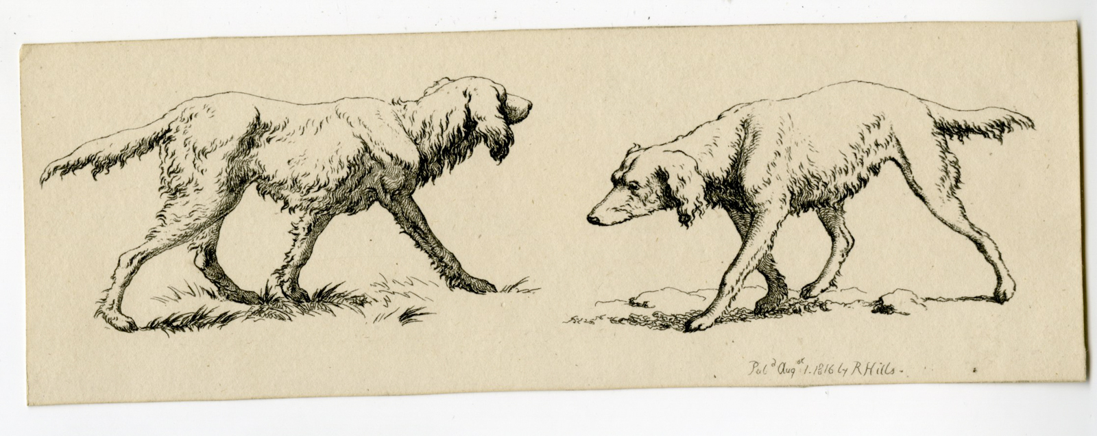 , Antique Master Print-DOG-STUDY-HUNTING-TYPES-Hills-1816, Pictura Antique Prints