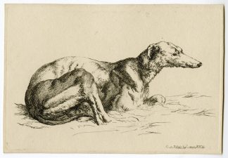 Antique Master Print-DOG-STUDY-GREYHOUND-RECLINING-Hills-1809