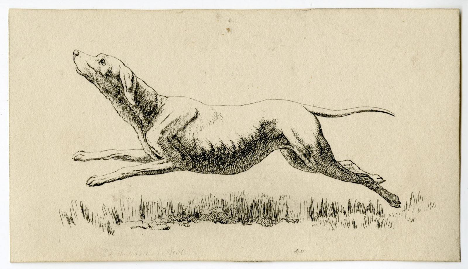 , Antique Master Print-DOG-STUDY-LEAPING-POINTER-Hills-1816, Pictura Antique Prints