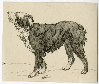 Antique Master Print-DOG-STUDY-STANDING-LONGHAIRED-Hills-1810s