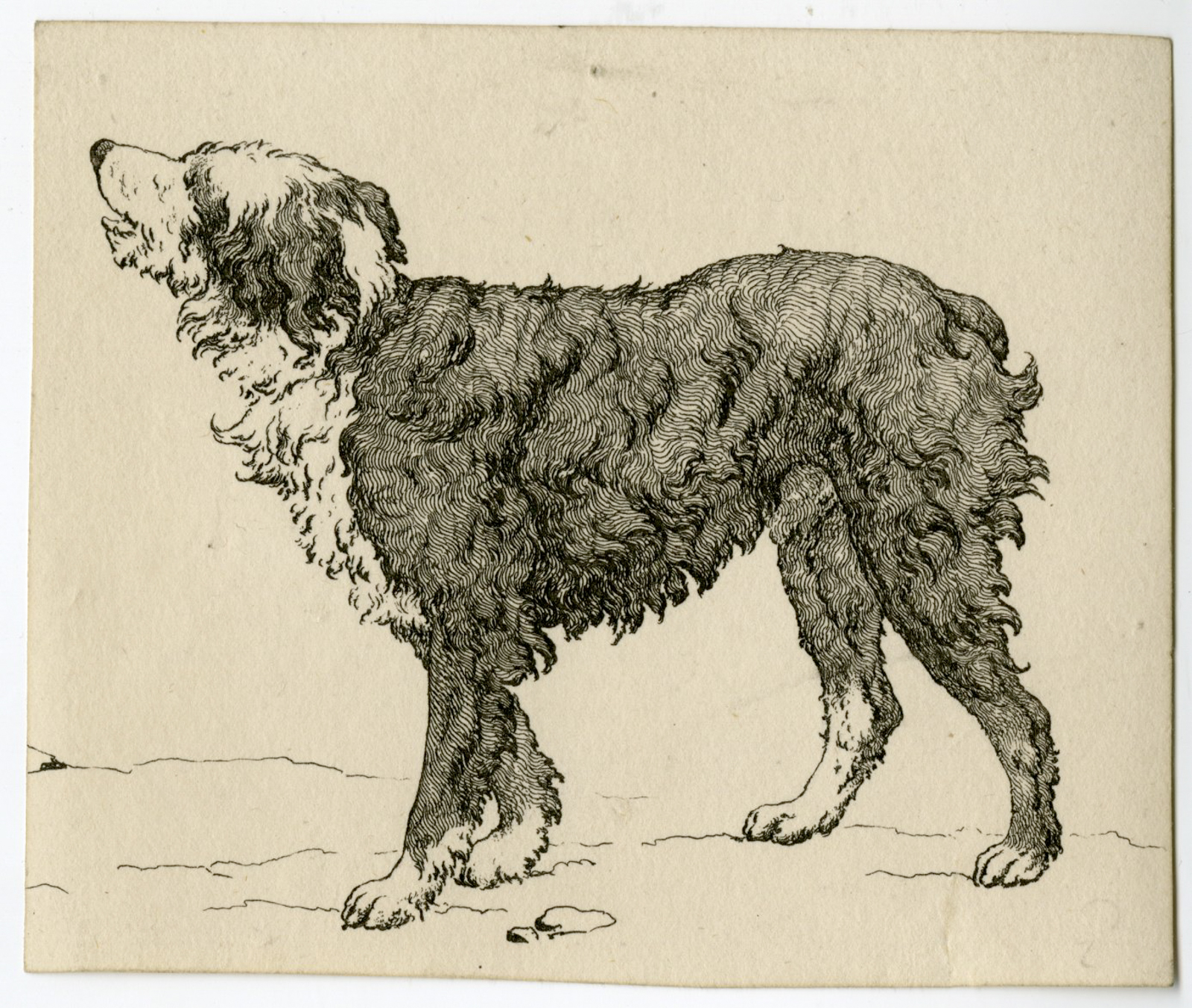 , Antique Master Print-DOG-STUDY-STANDING-LONGHAIRED-Hills-1810s, Pictura Antique Prints
