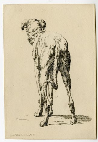 Antique Master Print-DOG-STUDY-REAR-VIEW-ETCHING=GREYHOUND-Hills-1800