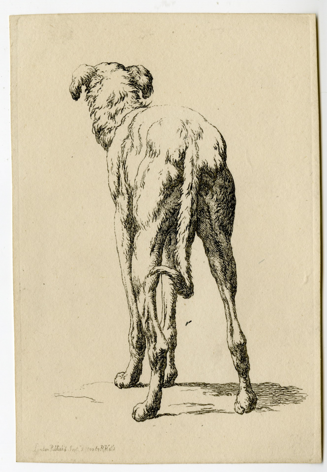 , Antique Master Print-DOG-STUDY-REAR-VIEW-ETCHING=GREYHOUND-Hills-1800, Pictura Antique Prints